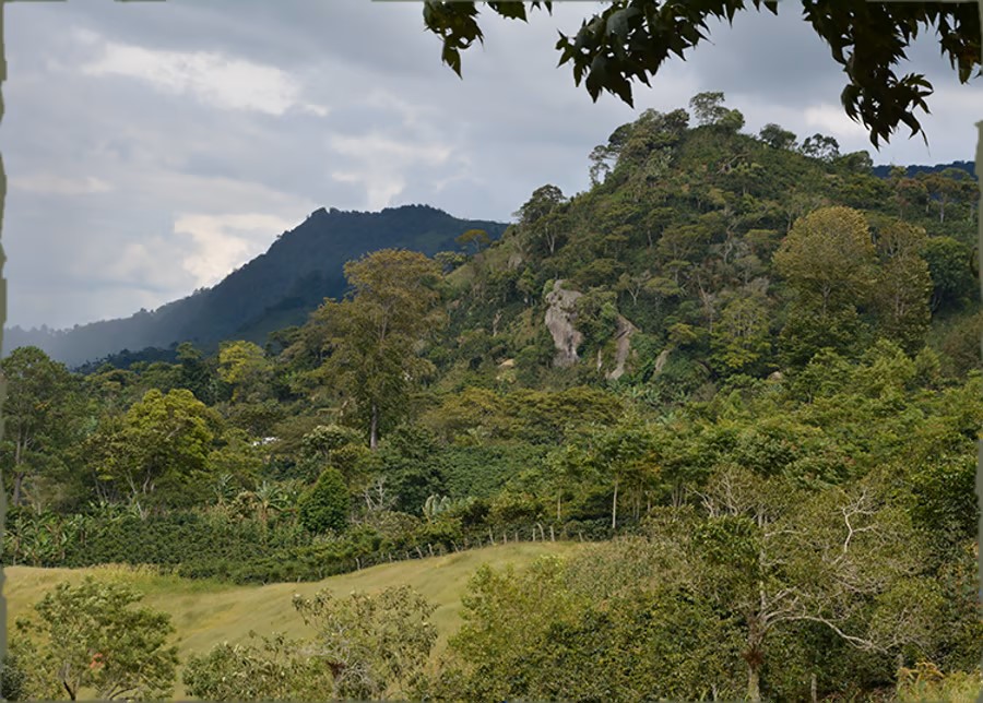 UA-honduras-coffee-landscape